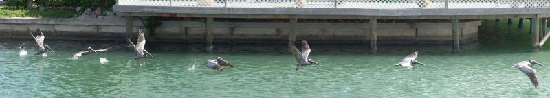 Pelican taking Flight (Large Image)