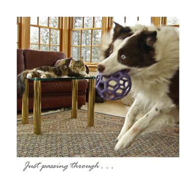 FifthJustPassingThrough . . . by Bee