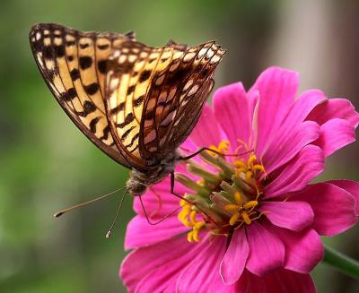 The Visitor*by Moti