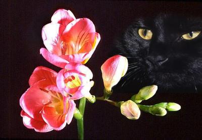 10th (tie)Cat and Flower*by Moti