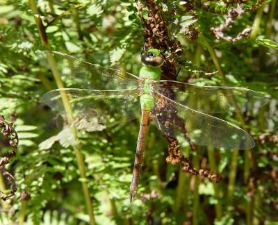 Dragonfly Camouflageby joandaniel