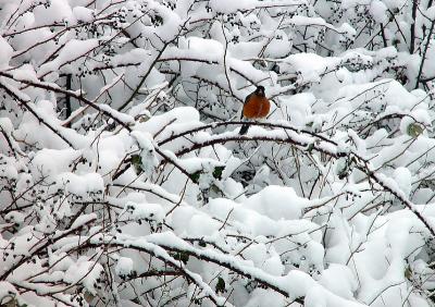 Snow Bird*Ann Chaikin
