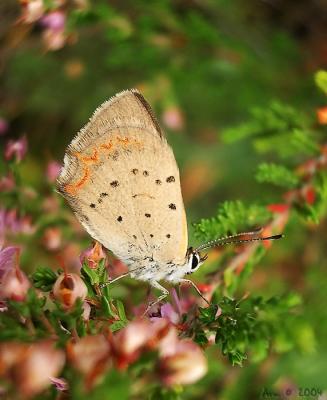 Butterfly on a heatherby Arn