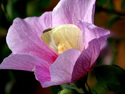 Petals ?*by Penelope
