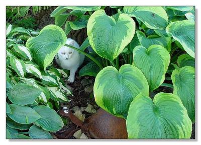 Intruder!by Bev Brink