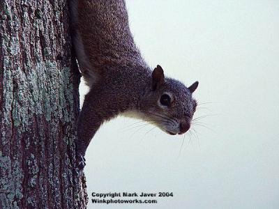 Whiskers On The Treeby Markjay