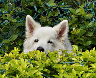  Playing Hide-and-Seek    by Helen Betts