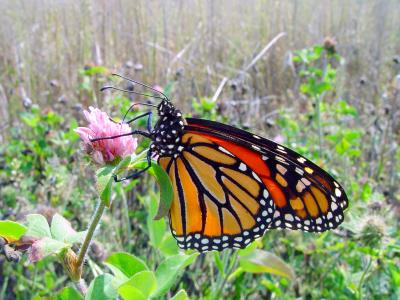 Monarch Field by Cheryl Meisel