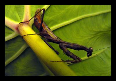 Mantis Under Leafby Brian Jarrel