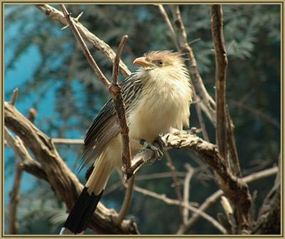5th (tie)a cuckoo bird* by troy gorodess