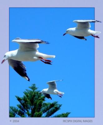 Gulls above the Pinesby Ric Skilton