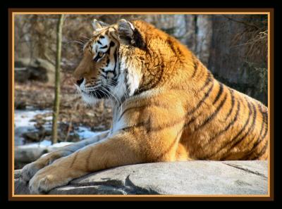 Tiger * by Troy Gorodess