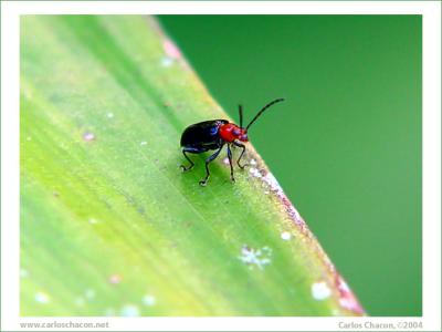 May I help you?...by Carlos Chacon