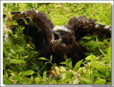 KAHU Fledgeling(NZ Hawk)by Churchmouse