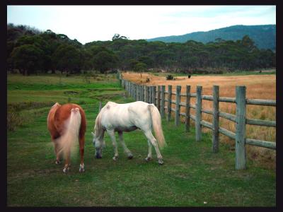 grass is greener