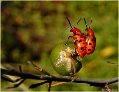 I told you it's better then viagra *by Yuri Pautov