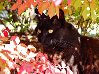 Lucy Waits by Keith McKane