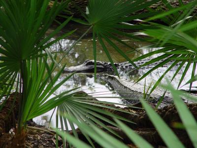 Later, Gator  By Meem