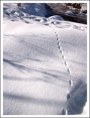 Tracks & Shadows II  by mlynn