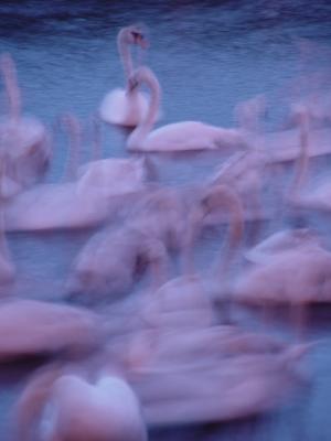 Midnight (Swan) Express by Luben Solev