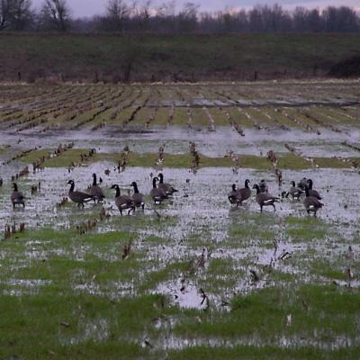 Geese in flooded field