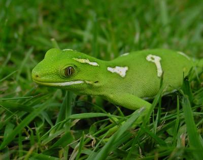 NZ Gecko