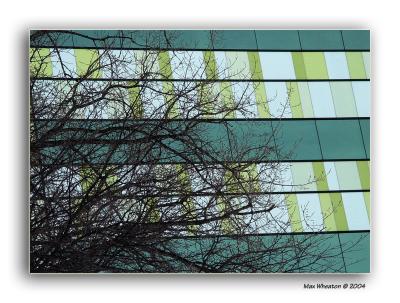 colour of leaves*