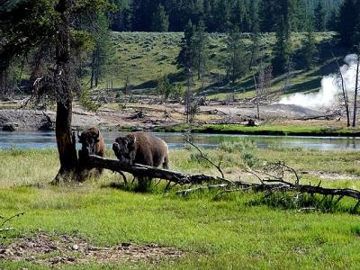 Bisonby Bill Borne