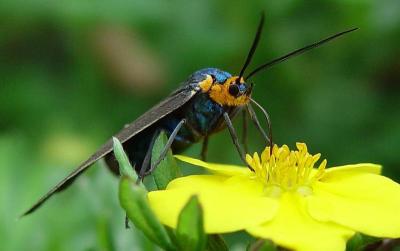 u40/stfchallenge/medium/26240659.Blueorangemoth.jpg