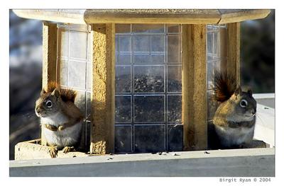 TweedleDum & TweedleDee  *  by Bee