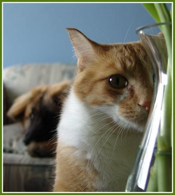 He's looking at him looking at me * by canadian ann