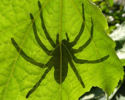 Spider silhouette by Chris_S