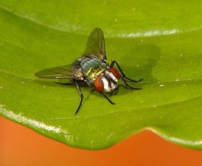 Fly on leaf by Chris_S