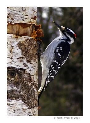 8thDowny Woodpecker  *  by Bee