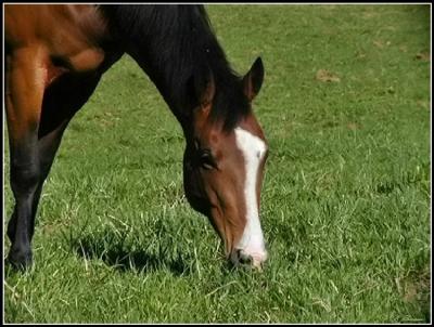 Munching Equine by NC