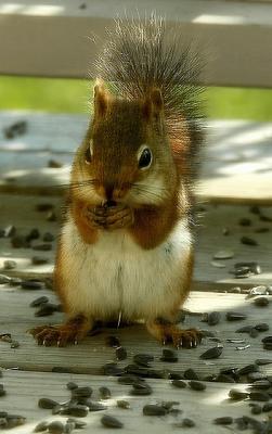 Munching Away...  *  by Bee