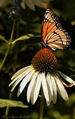 Busy Monarch  *  by Bee