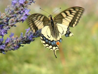 Fin dt * by Doris Baillet