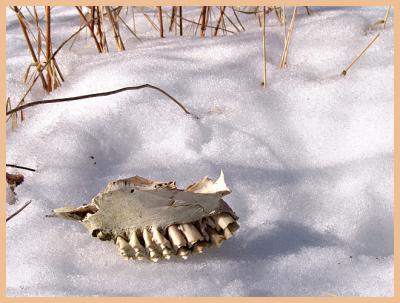 Remains of an Herbivore *  by mlynn