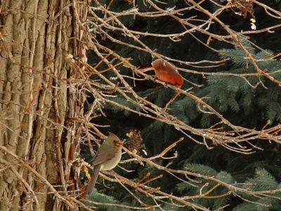Cardinal Pairby Bev Brink