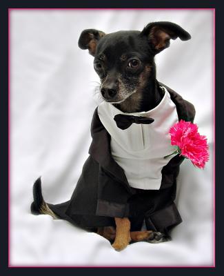 dapper dog by Katherine Kenison