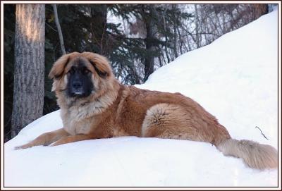 Pretty Puppy * by canadian ann