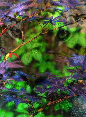 Lurkingby George Dremeaux
