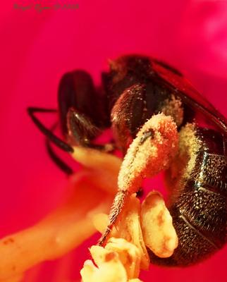 Busy Bee  *  by Bee