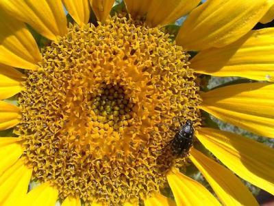 Soleil  * by Doris Baillet