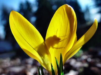 Silhouette of Reproduction: by Scutellata