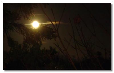 Moon Cradled in Spruceby Jerry Curtis