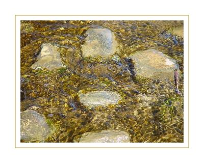 Nature's Paw-Printby Bev Brink