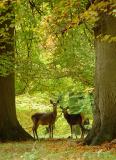 <b>10th (tie)</b><br><B>Mother and Daughter</B><br>by Willem