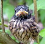 A Bird in the Bush is Worth... *<br>by West of Cary